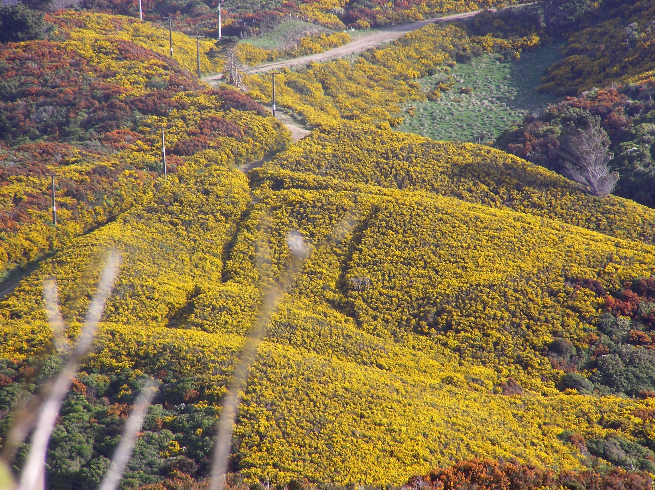 Gorse Plants